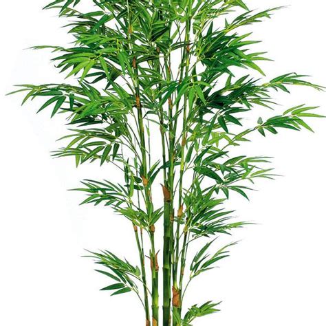 竹葉青植物